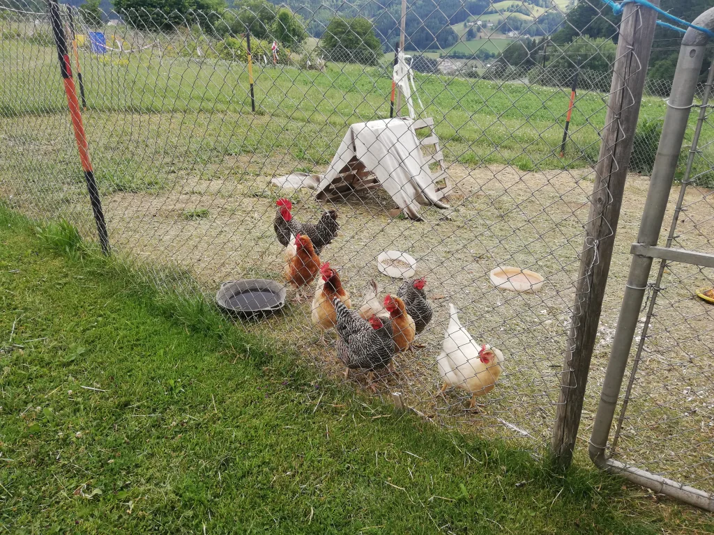Hofeigene Hühner im Freilauf auf der Wiese